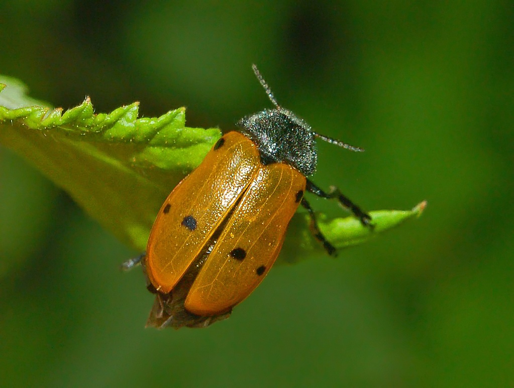 Lachnaia italica ssp. italica in Val Noci (GE)